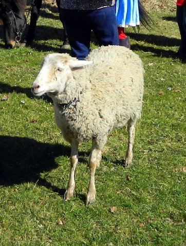 img00114.jpg